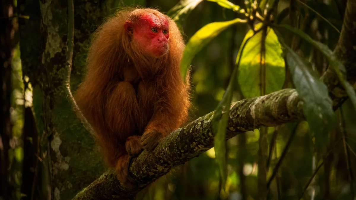 Animaux qui commencent par la lettre U : liste complète