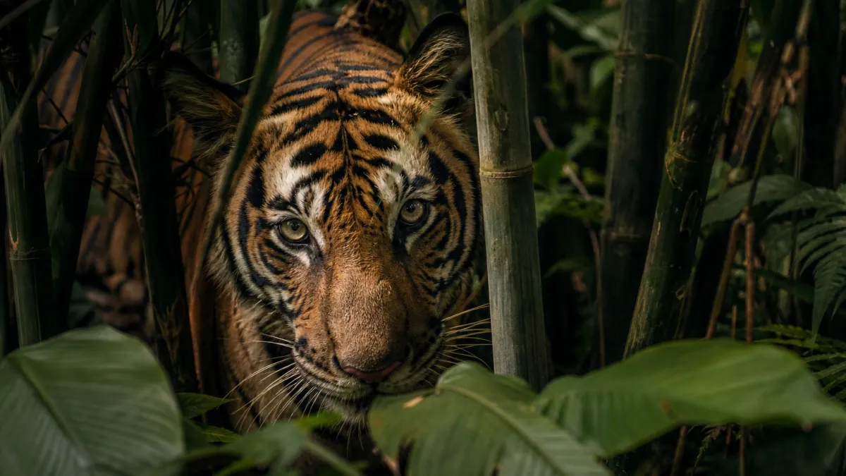 Animaux qui commencent par la lettre T : liste complète
