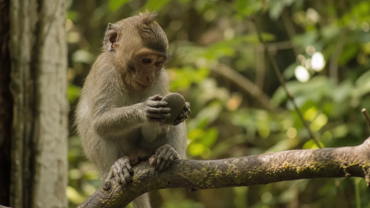 Animaux qui commencent par la lettre S : la liste complète