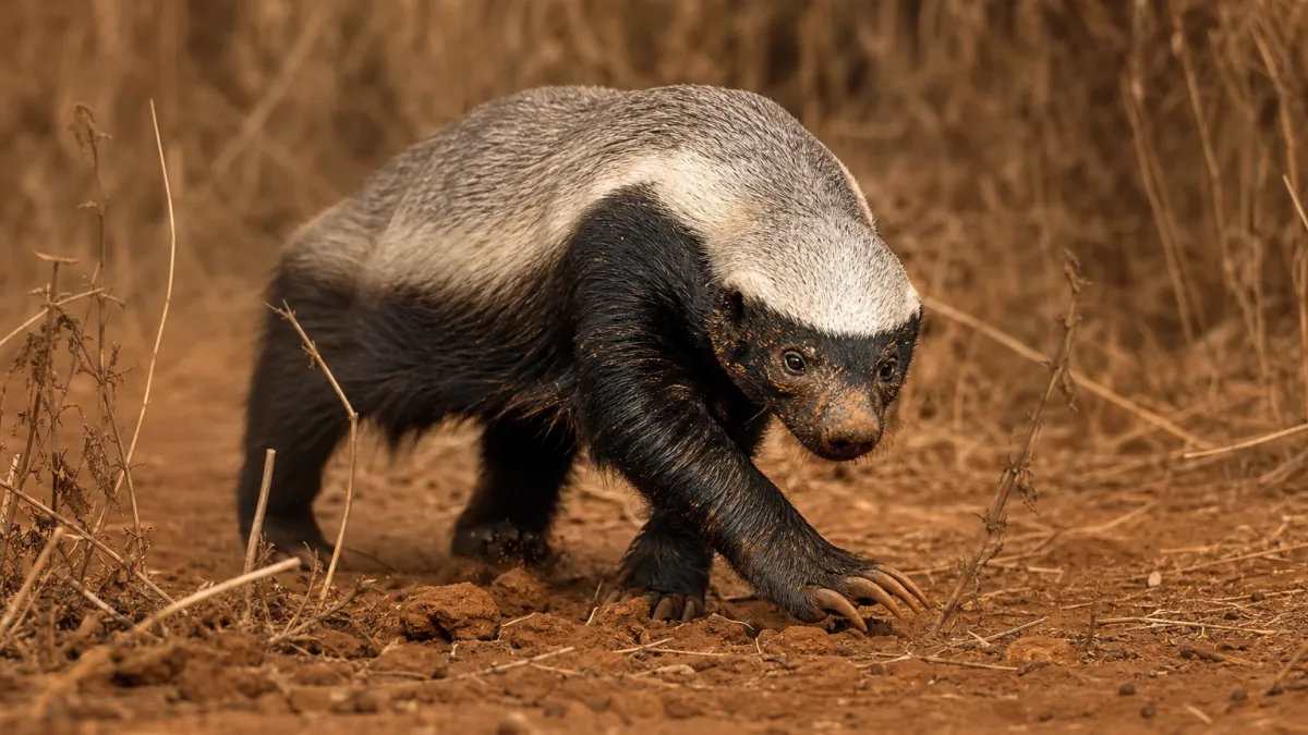 Animaux commençant par la lettre R : la liste complète
